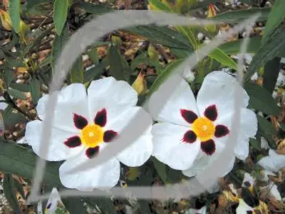 Cistus x aguilarii 'Maculatus'