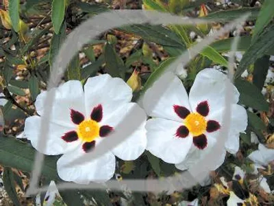 Cistus x aguilarii 'Maculatus'