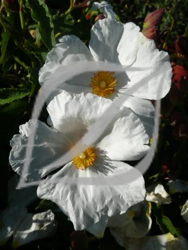 Cistus x aguilarii