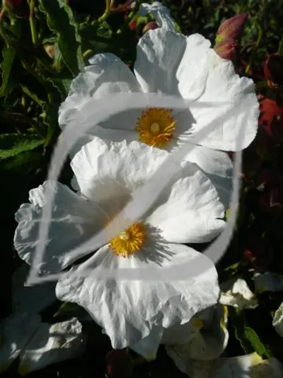 Cistus x aguilarii