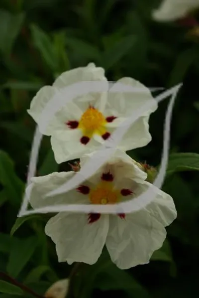 Cistus x 'Ann Baker'