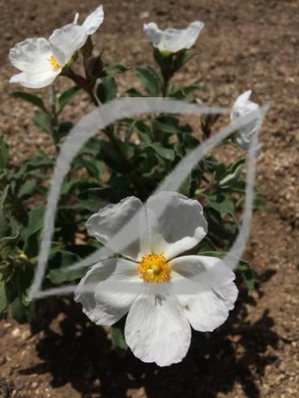Cistus x argenteus 'Paper Moon'
