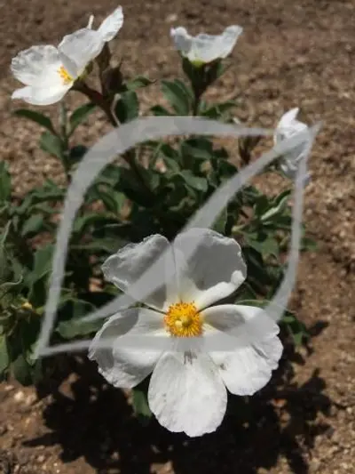Cistus x argenteus 'Paper Moon'