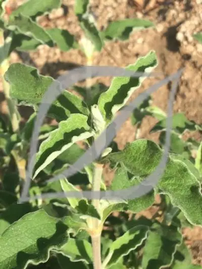 Cistus x argenteus 'Stripey'