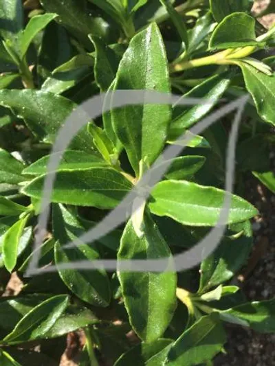 Cistus x cyprius var. ellipticus 'Elma'