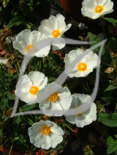 Cistus x florentinus