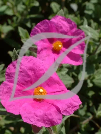 Cistus x pulverulentus