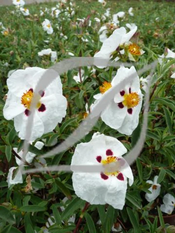 Cistus x purpureus 'Alan Fradd'