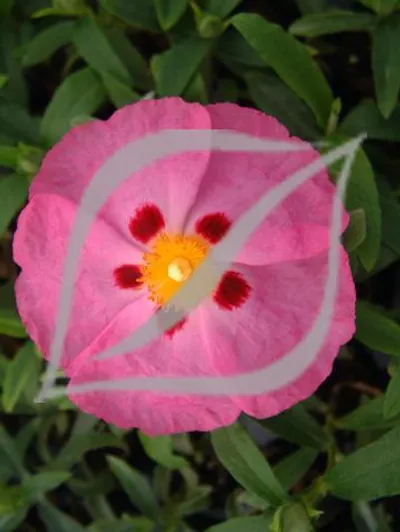 Cistus x purpureus