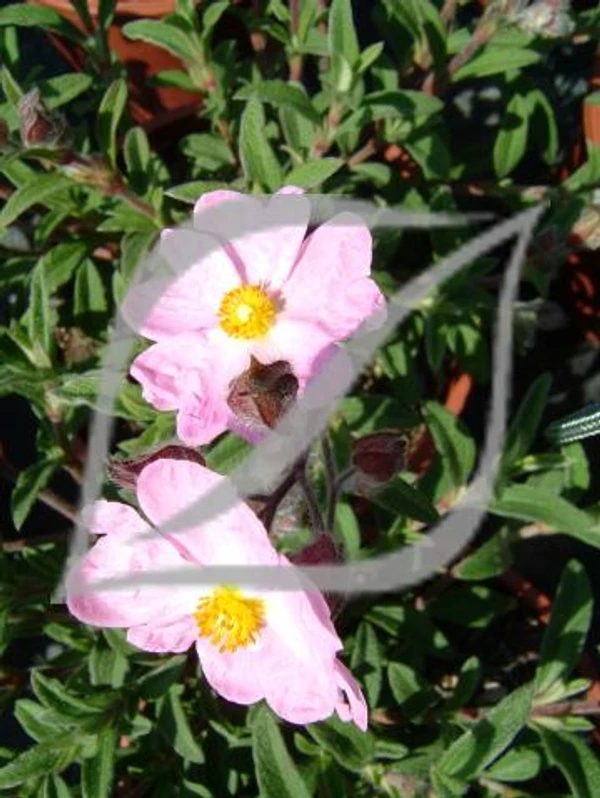 Cistus x skanbergii