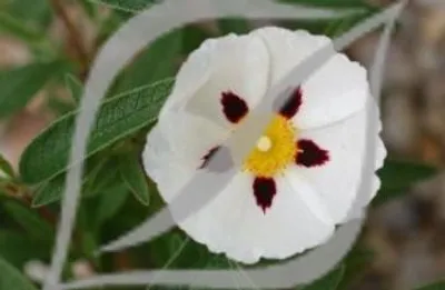 Cistus x verguinii
