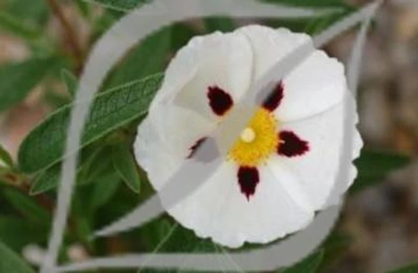Cistus x verguinii