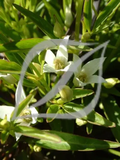 Clematis 'Southern Cross'