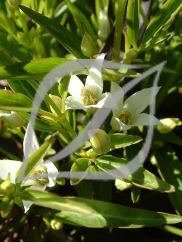 Clematis 'Southern Cross'