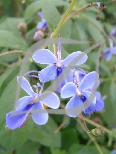 Clerodendrum myricoides 'Ugandensis'