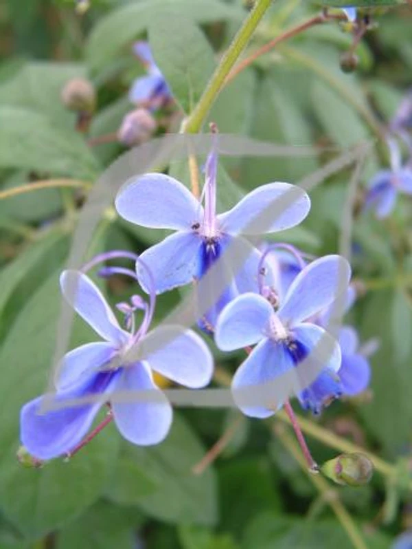 Clerodendrum myricoides 'Ugandensis'