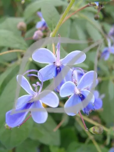 Clerodendrum myricoides 'Ugandensis'