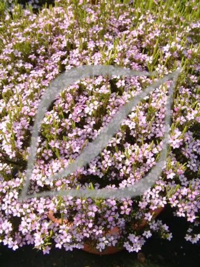 Coleonema pulchellum