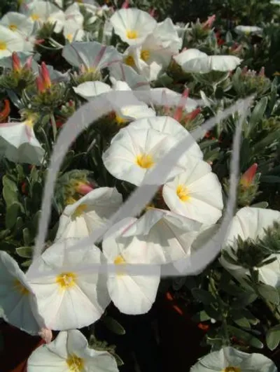 Convolvulus cneorum