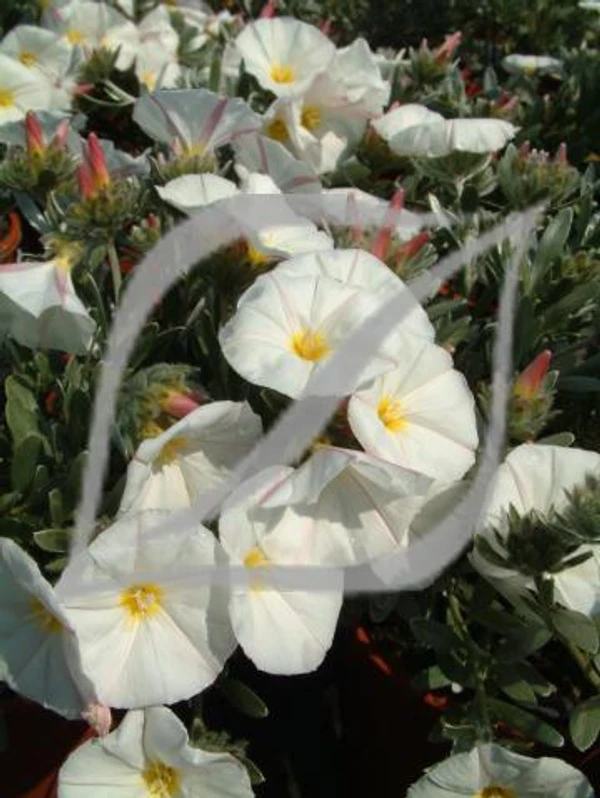 Convolvulus cneorum