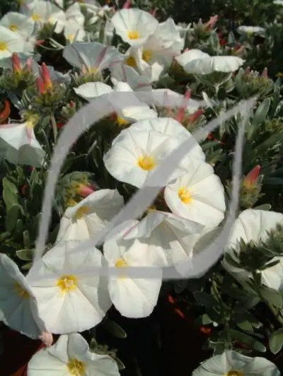 Convolvulus cneorum