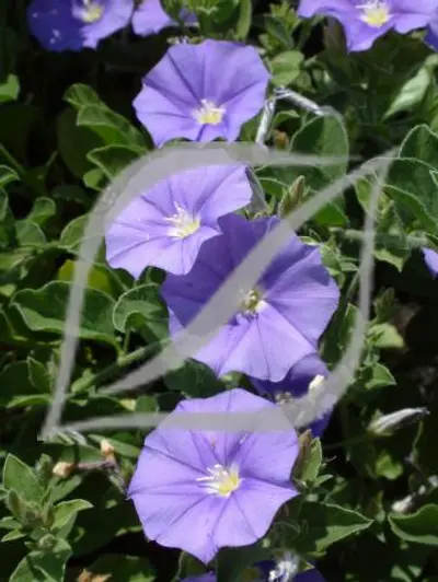 Convolvulus sabatius