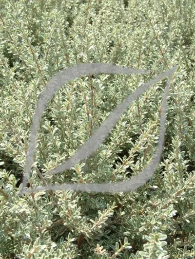 Coprosma kirkii 'Variegata'