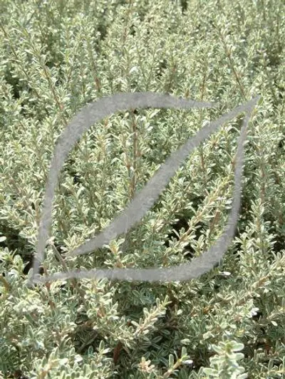 Coprosma kirkii 'Variegata'