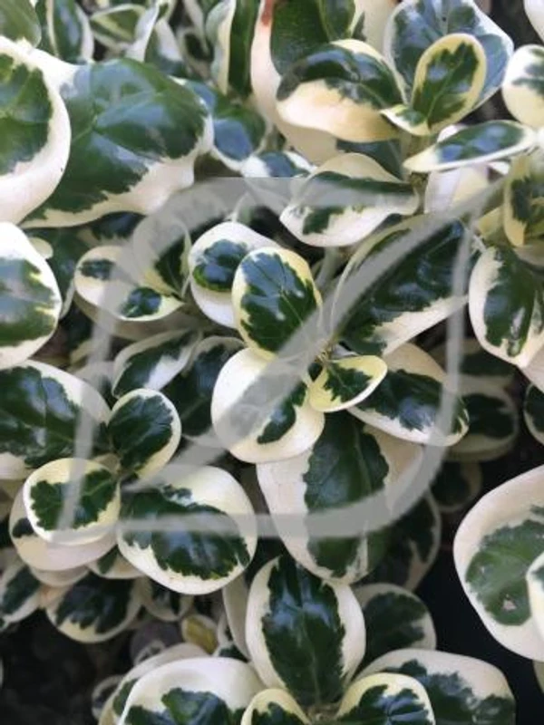 Coprosma repens 'Marble Queen'