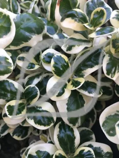 Coprosma repens 'Marble Queen'