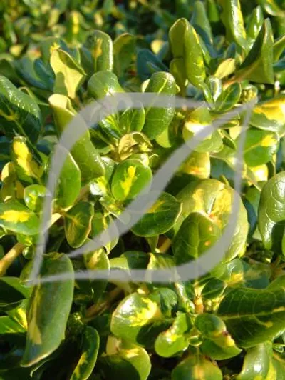 Coprosma repens 'Picturata'