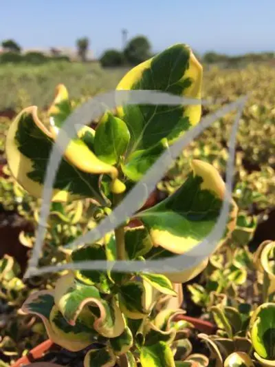 Coprosma repens 'Pink Splendor'