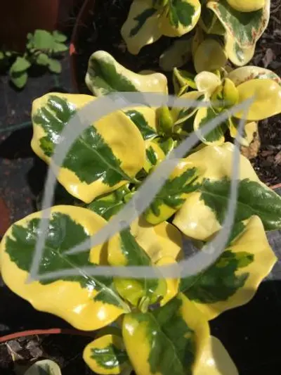 Coprosma repens 'Taupata Gold'