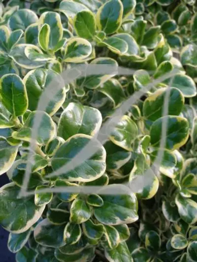 Coprosma repens 'Variegata'