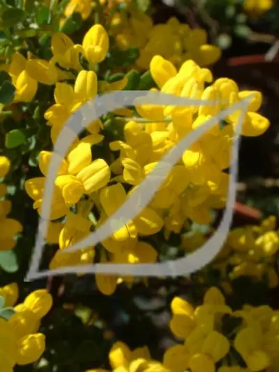 Coronilla valentina subsp. glauca