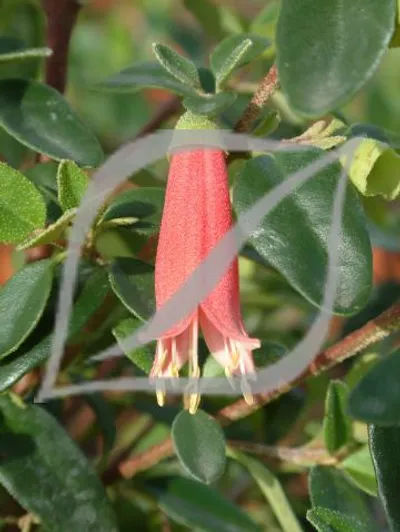 Correa 'Dusky Bells'