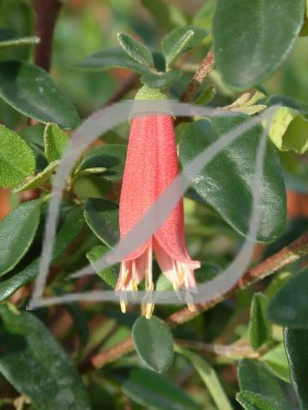 Correa 'Dusky Bells'