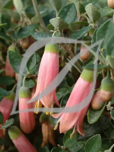 Correa pulchella 'Pink Eyre'