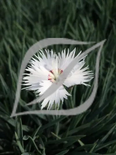 Dianthus anatolicus