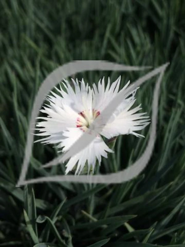 Dianthus anatolicus