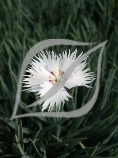 Dianthus anatolicus