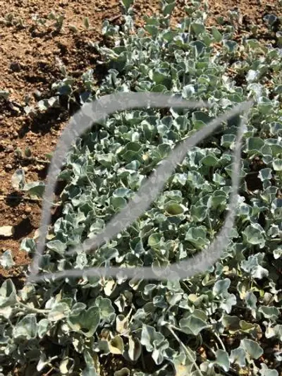 Dichondra argentea 'Silver Falls'