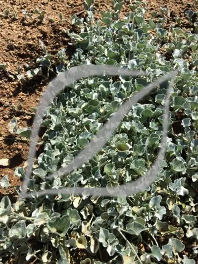 Dichondra argentea 'Silver Falls'