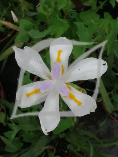 Dietes grandiflora