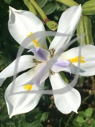Dietes iridioides
