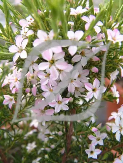 Diosma hirsuta 'Pink Fountain'