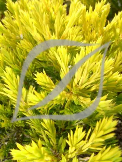 Diosma hirsuta 'Sunset Gold'