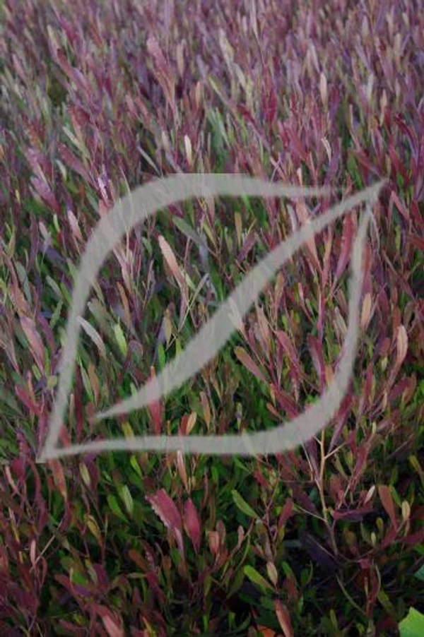 Dodonaea viscosa 'Purpurea'