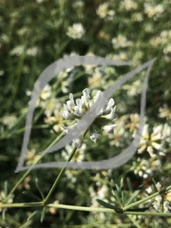 Dorycnium pentaphyllum