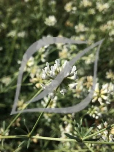 Dorycnium pentaphyllum